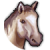Дикий пони
